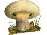 Illustration of Paxillus obscurosporus (#2006)