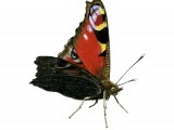 Illustration of Peacock (Inachis io) (#0317)