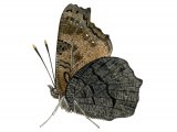 Illustration of Peacock Butterfly (Inachis io) (#2988)