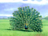 Illustration of Peafowl (Pavo cristatus) (#0057)
