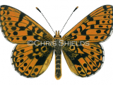 Illustration of Pearl-boadered Fritillary (Boloria euphrosyne) (#0321)