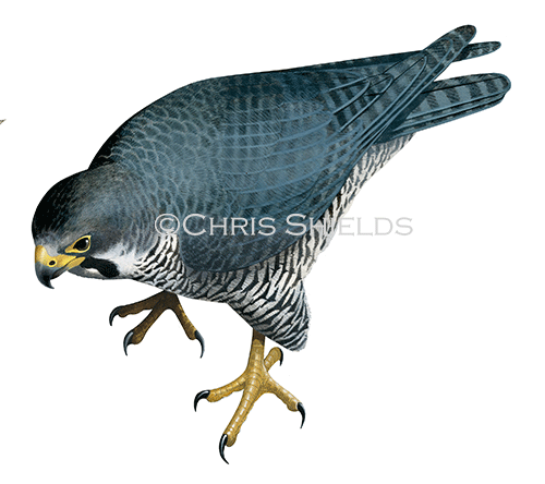 Illustration of Peregrin falcon (Falco peregrinus) (#4539)