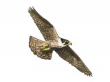 Illustration of Peregrin falcon with chicks (Falco peregrinus) (#3631)