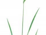Illustration of Perennial Rye Grass (Lolium perenne) (#2268)