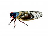 Illustration of Periodical Cicada (Magicicada sp.) (#2095)
