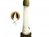 Illustration of Phallus impudicus (Stinkhorn) (#1940)