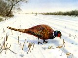 Illustration of Common Pheasant (Phasianus colchicus) (#0594)