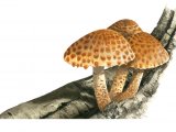 Illustration of Pholiota adiposa (#4246)