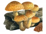 Illustration of Pholiota aurivella (Golden Scalycap) (#4230)