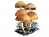 Illustration of Pholiota highlandensis (#4250)