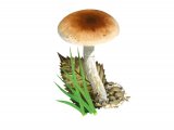 Illustration of Pholiota mixta (#4251)