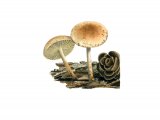 Illustration of Pholiota scamba (#4249)