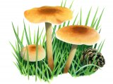 Illustration of Pholiota spumosa.jpg (#4252)