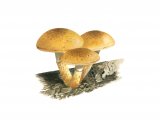 Illustration of Pholiota tuberculosa (#4244)