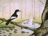 Illustration of Pied Flycatcher (Ficedula hypoleuca) (#1632)