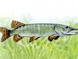 Illustration of Pike (Esox lucius) (#0198)