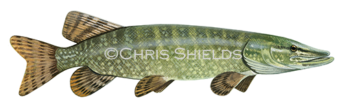 Illustration of Pike (Esox lucius) (#3225)