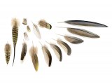Illustration of Pin-tailed Sandgrouse feathers (#3325)