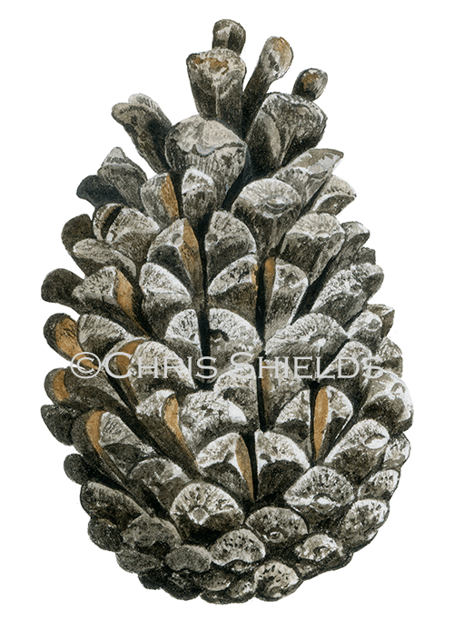 Illustration of Pine Cone eaten by Crossbill (#4551)