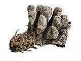 Illustration of Pine Cone opened by squirrel (#2244)