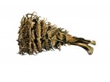 Illustration of Pine Cone opened by Squirrel (#2245)