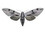Illustration of Pine Hawkmoth (Hyloicus pinastri) (#2458)