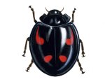 Illustration of Pine Ladybird (Exochomus 4-pustulatus) (#0903)