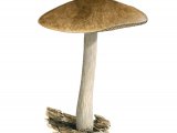 Illustration of Pluteus cervinus (Deer Shield) (#3464)