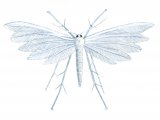 Illustration of Plume Moth (White) Pterophorus pentadactyle (#1254)
