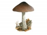 Illustration of Pluteus atromarginatus (#3799)