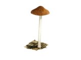 Illustration of Pluteus griseoluridus (#3824)