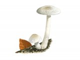 Illustration of Pluteus pellitus (Velvet Shield) (#3801)