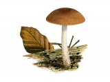 Illustration of Pluteus podospileus (#3851)
