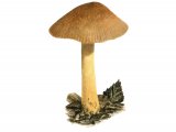 Illustration of Pluteus romellii (Goldleaf Shield) (#3854)
