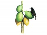 Illustration of Pohnpei Mountain Starling (Aplonis pelzelni) (#2212)