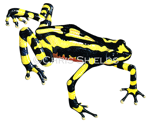 Illustration of Poison Arrow Frog (Dendrobates leucomelas) (#2215)