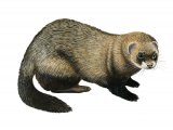 Illustration of Polecat (Mustela putorius) (#2026)