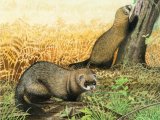 Illustration of Polecat (Mustela putorius) (#2039)