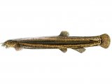 Illustration of Pond Loach (Misgurnus fossili (#2695)
