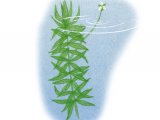 Illustration of Pond Weed (Elodea nuttalli) (#4351)