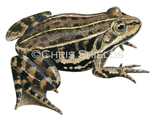 Illustration of Pool Frog (Pelophylax lessonae) (#4169)
