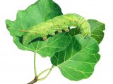 Illustration of Poplar Hawk Moth Caterpillar (Laothoe populi) (#2772)