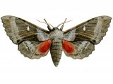 Illustration of Poplar Hawk Moth (Laothoe populi) (#1341)