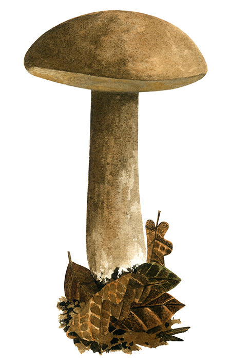 Illustration of Porphyrellus porphyrosporus (Dusty Bolete) (#2019)