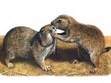 Illustration of Prairie Dog (Cynomys ludovicianus) (#0572)