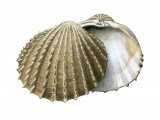 Illustration of Cockle (Prickly) Acantocardia echinata (#1897)