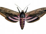 Illustration of Privet Hawh Moth (Sphinx ligustri) (#1338)