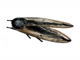 Illustration of Privet Hawk Moth (Sphinx ligustri) (#1434)