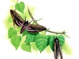 Illustration of Privet Hawk Moth (Sphinx ligustri) (#1685)