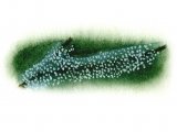 Illustration of Protoza - Bell Animals (Vorticella) (#1532)